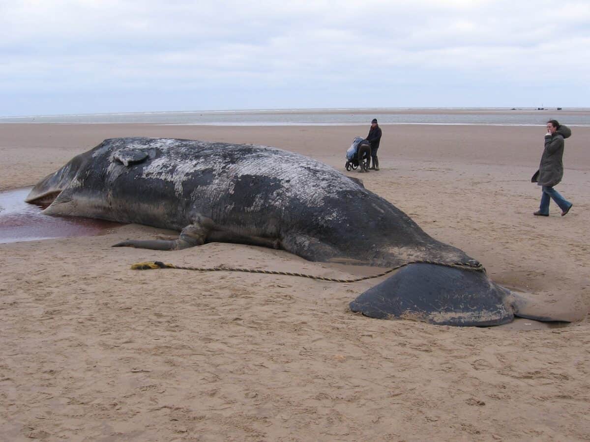 beached sperm whale