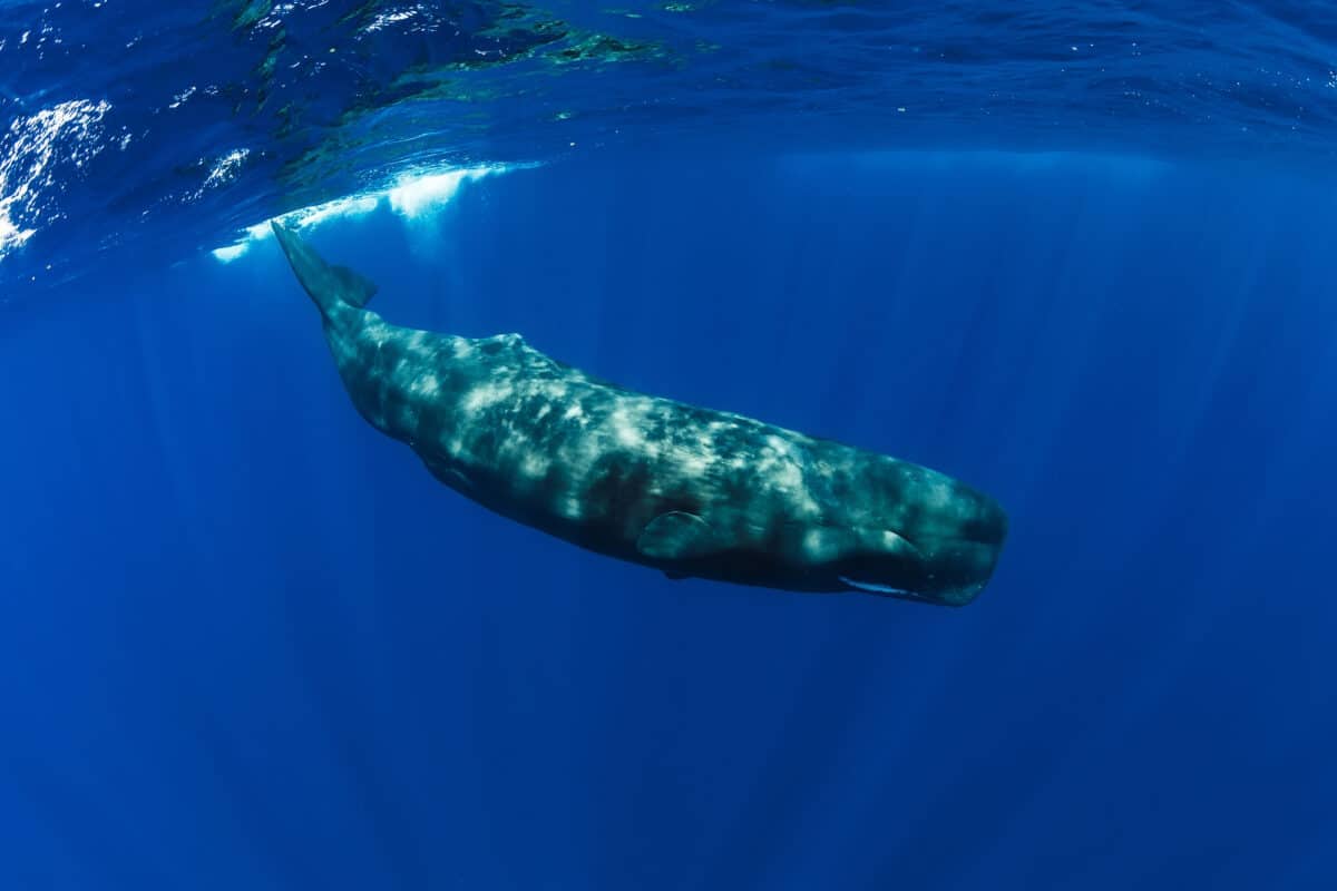 sperm whale