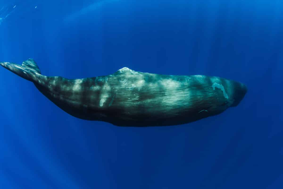 sperm whale