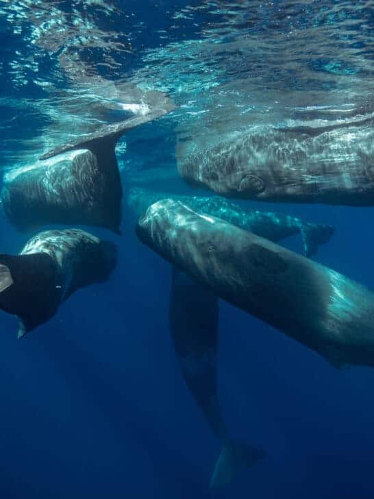 Giant Squid Battles A Sperm Whale
