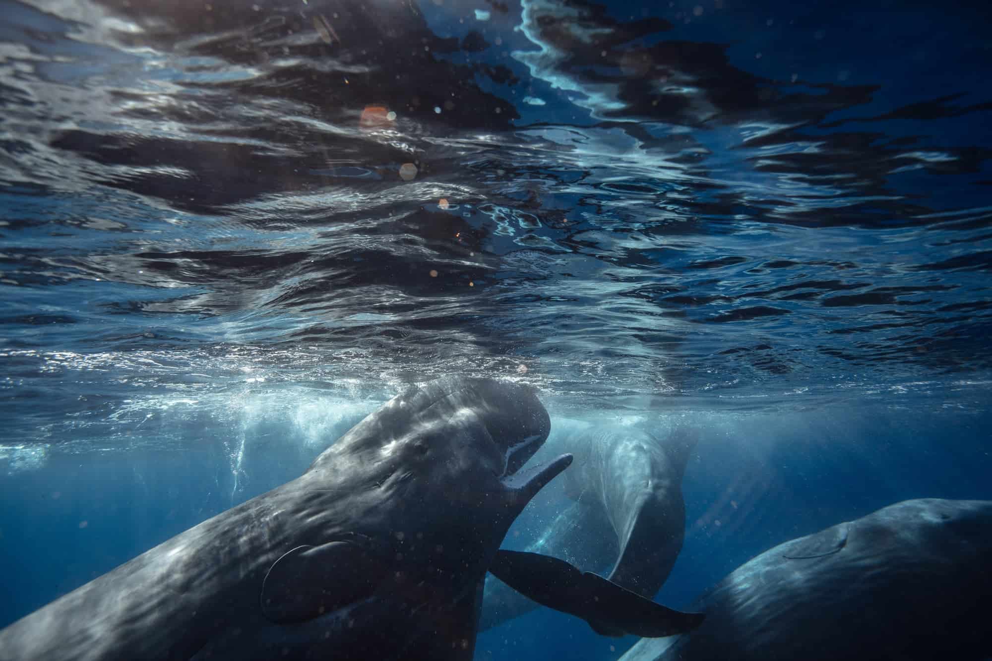 sperm whale