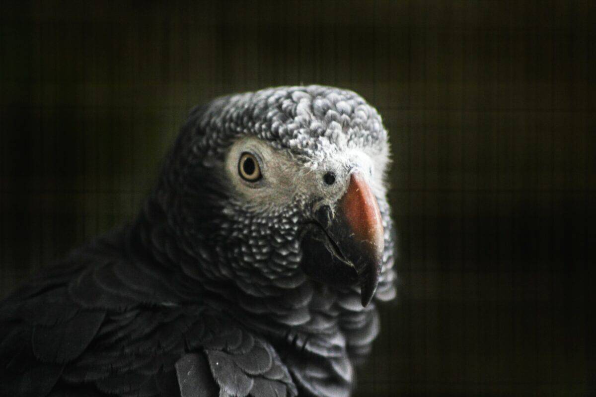 african gray parrot