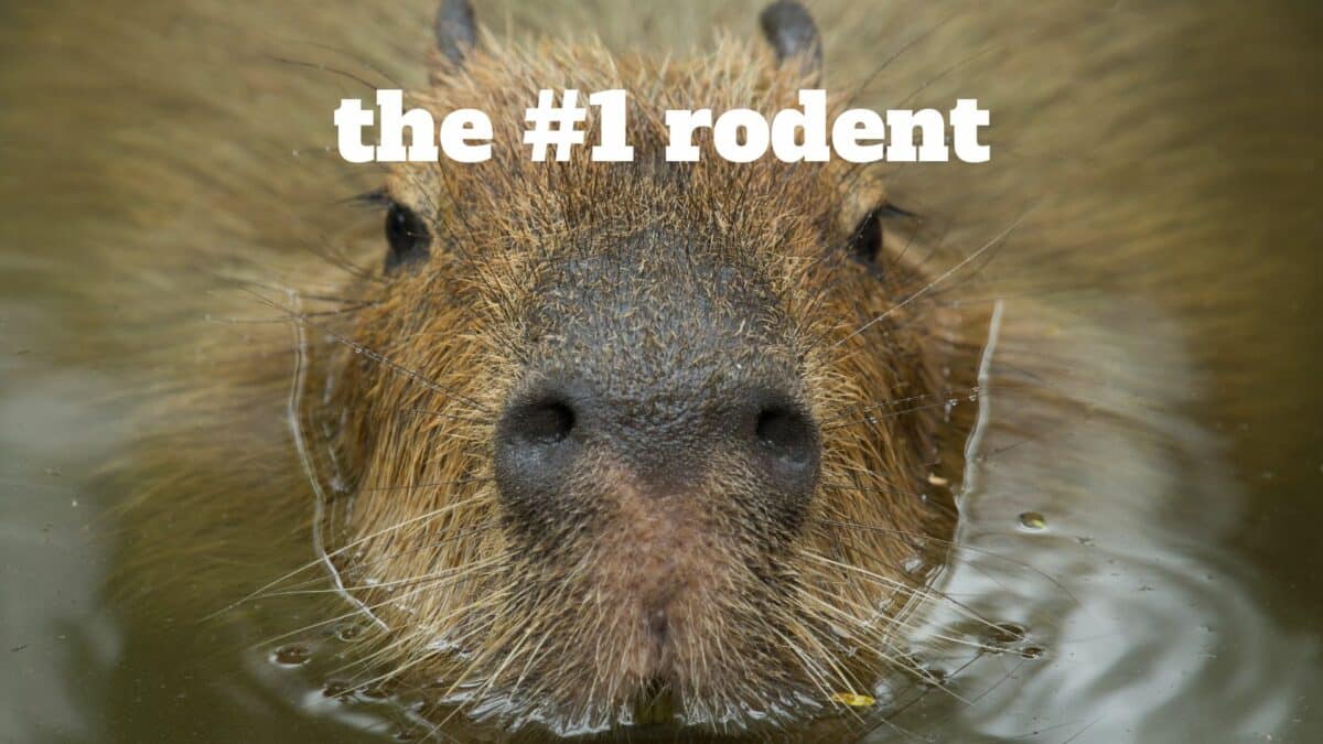 the largest rodent in the world 