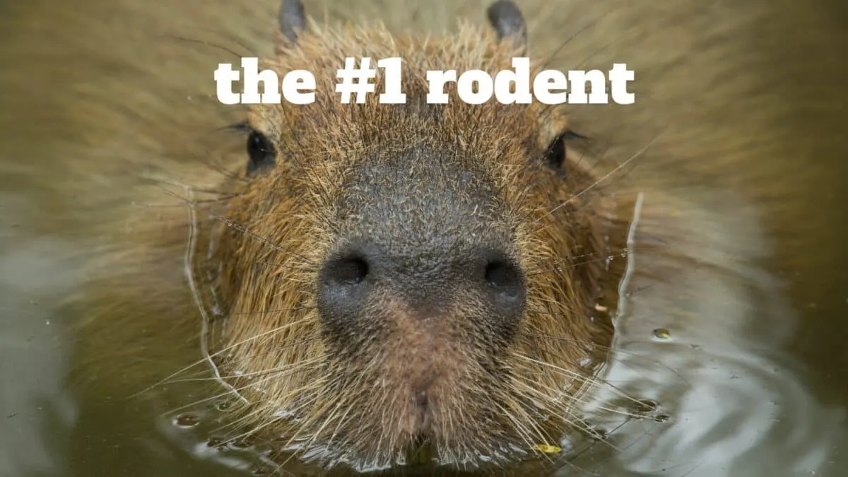 the largest rodent in the world