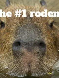 the largest rodent in the world