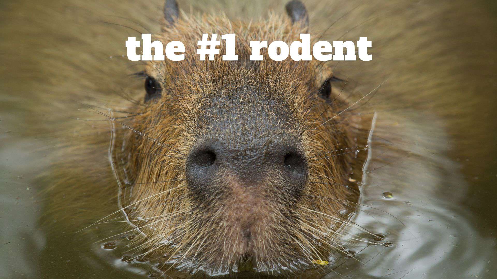 Largest Rodents in the World