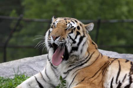 Watch: Wild Siberian Tiger in Russian Far East