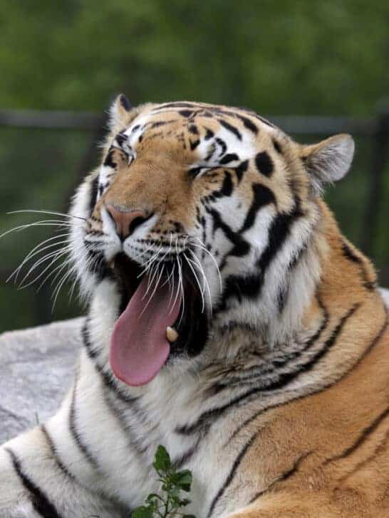 Watch: Wild Siberian Tiger in Russian Far East