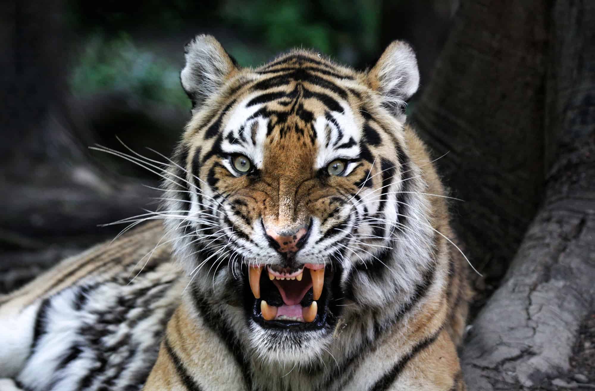 Тайгер видео. Амурский (Уссурийский) тигр. Злой тигр. Тигр рычит. Злая тигрица.