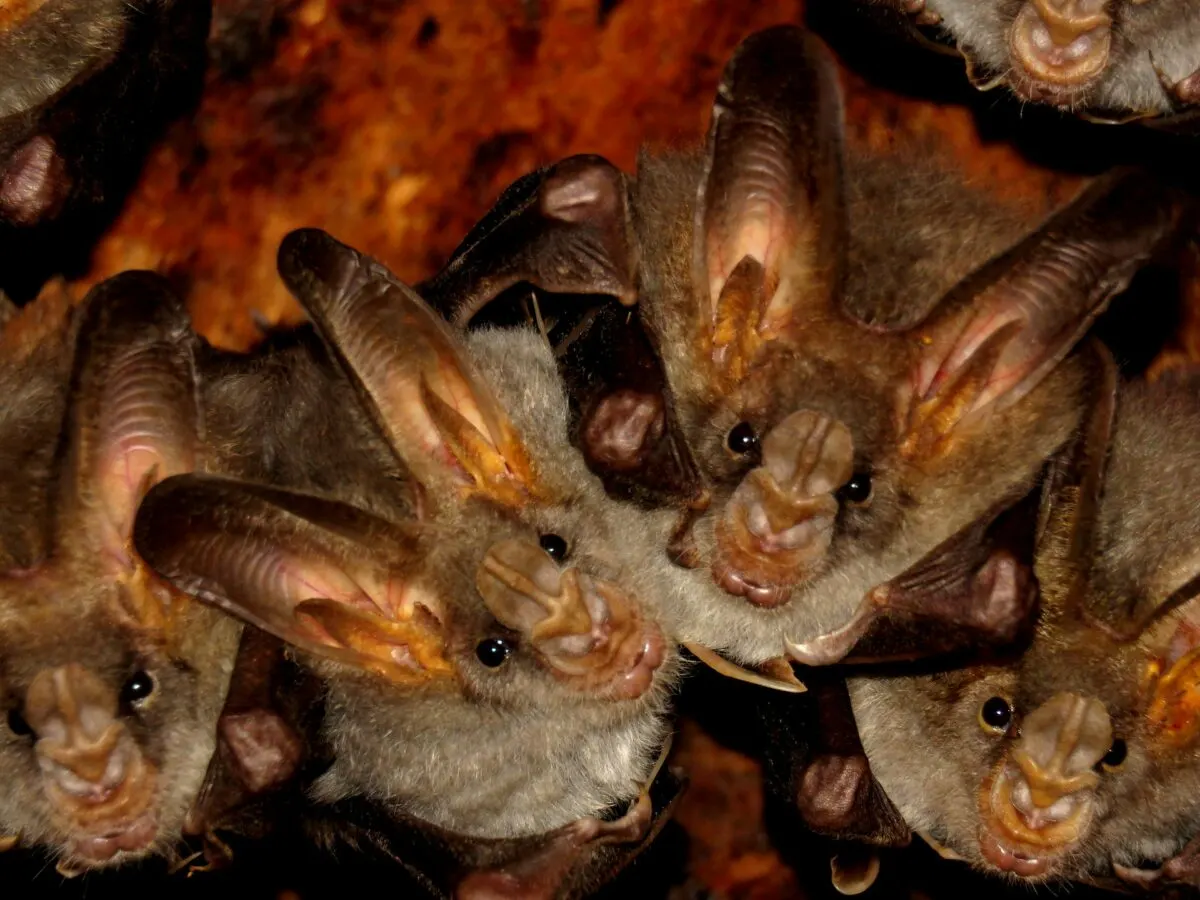 world's biggest bat colony