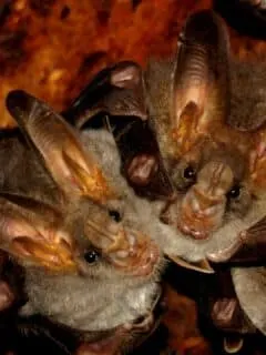 world's biggest bat colony