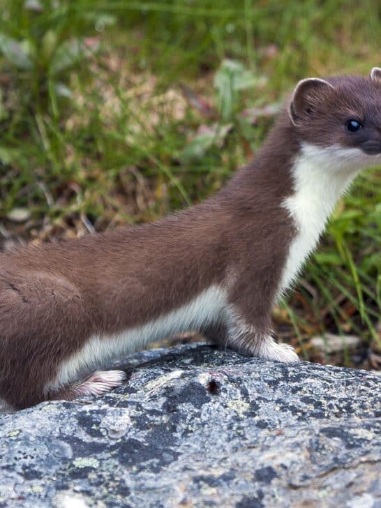 Colorado’s Winter Reveals One of Nature’s Rarest Animal Adaptations