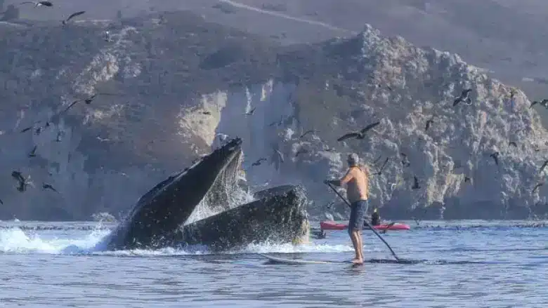 Whale Swallows Two Kayakers 