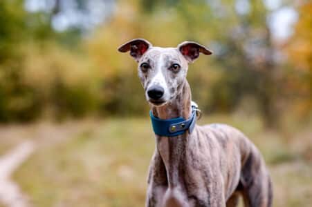 10 Dog Breeds That Rarely Bark