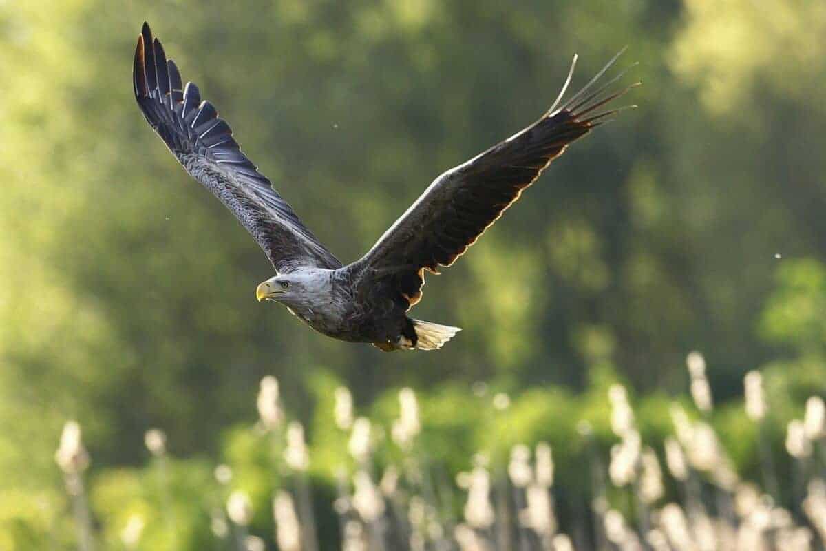 eagle