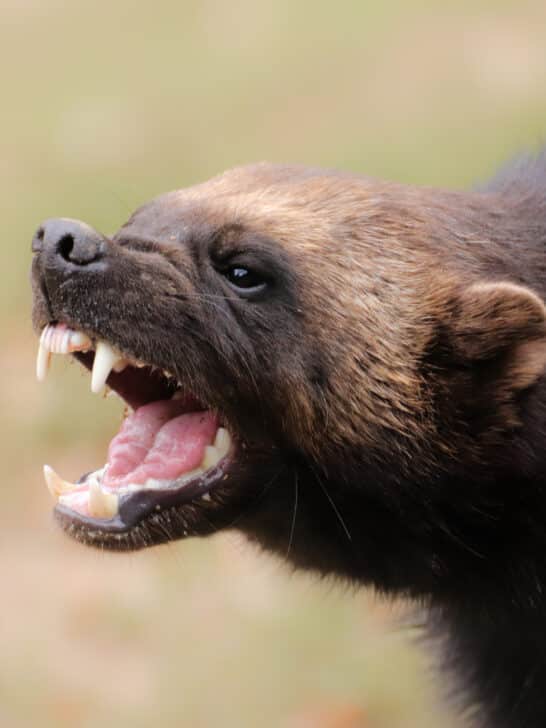 US Take Action to Safeguard Wolverines as Climate Change Threatens Their Mountain Habitats