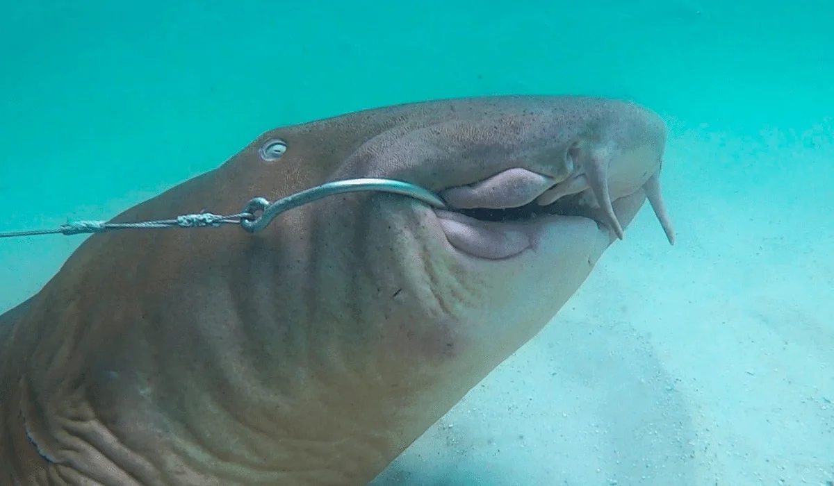 nurse shark with hook in mouth