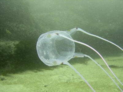 The Most Venomous Animal Isn’t a Snake—It’s Something Smaller