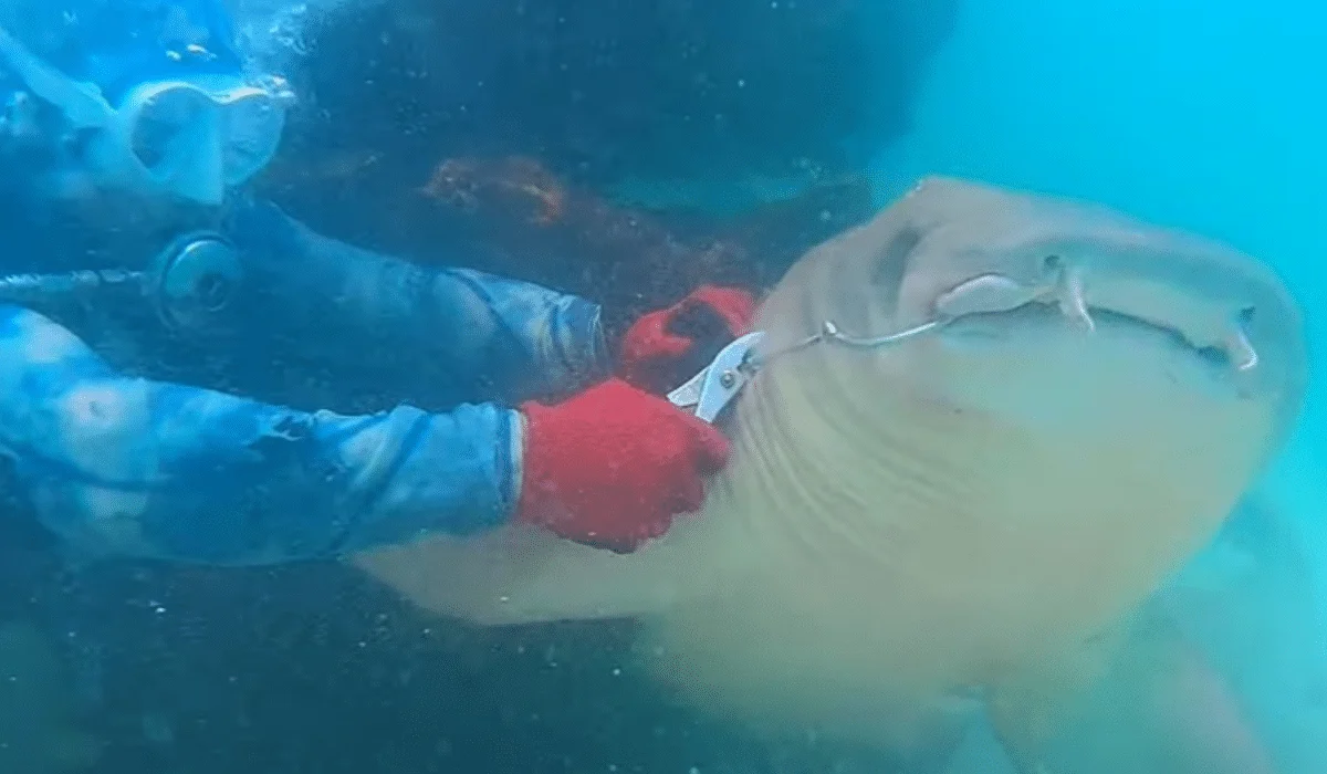 diver removing hook from nurse shark mouth