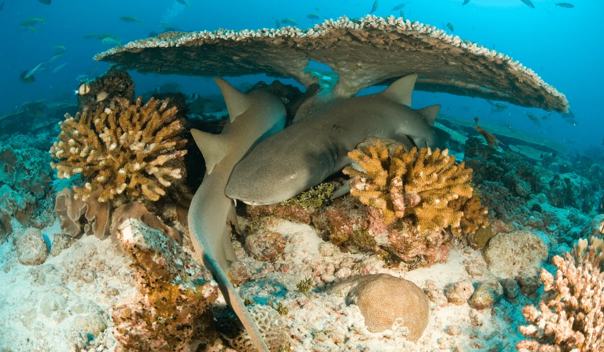 nurse sharks sitting under reef