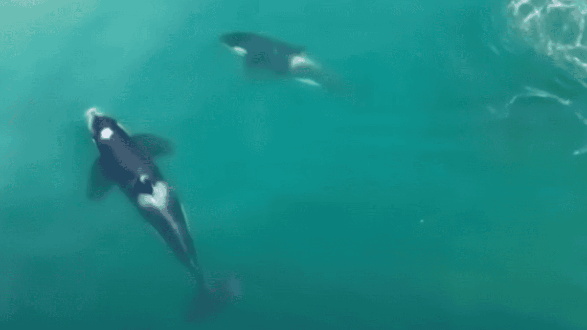 Orcas