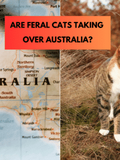 Are feral cats taking over Australia