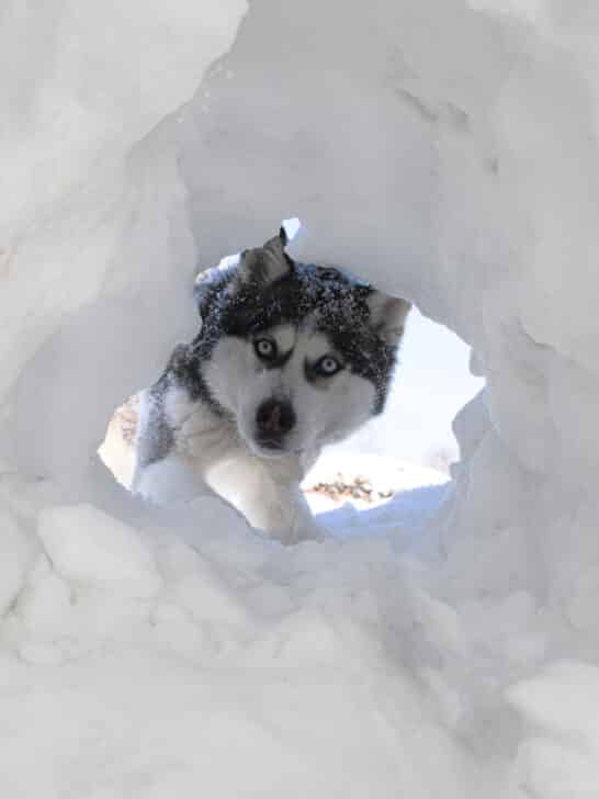 Why Huskies Dare The Snow