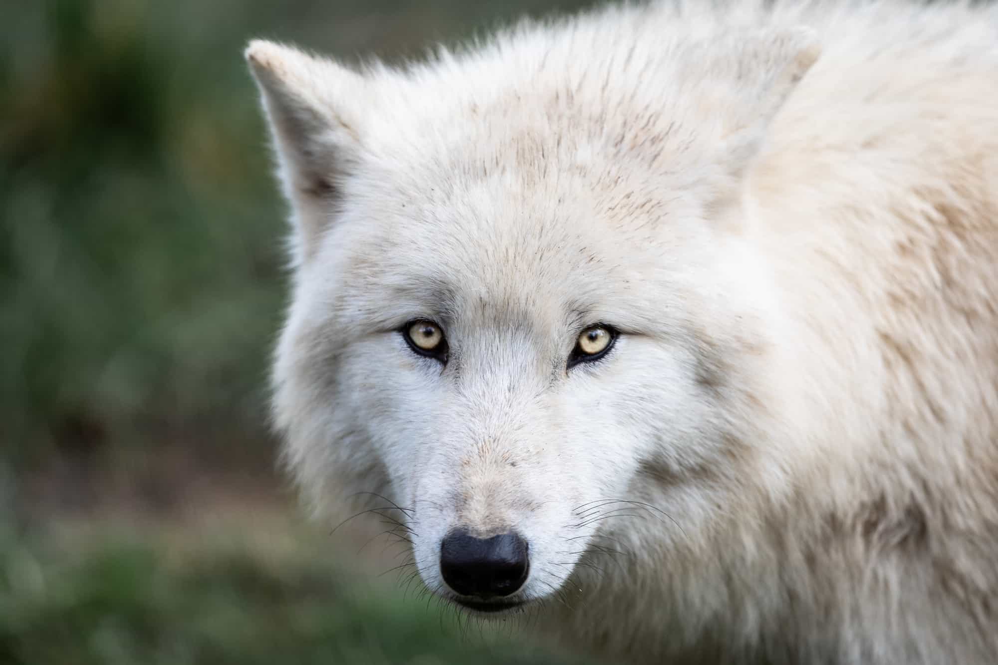 Arctic Wolf
