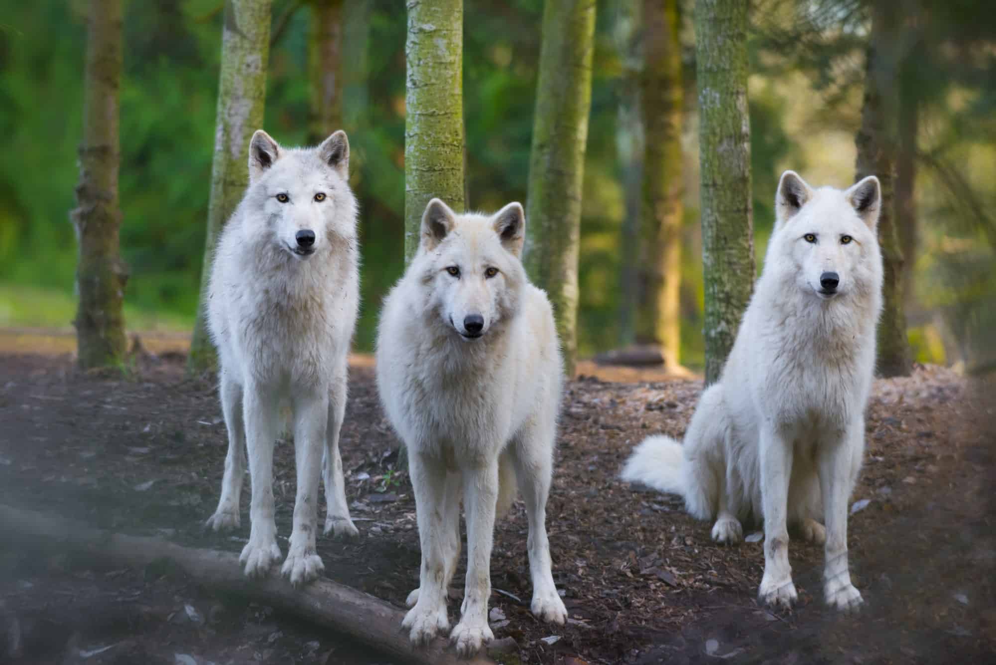 Arctic Wolf