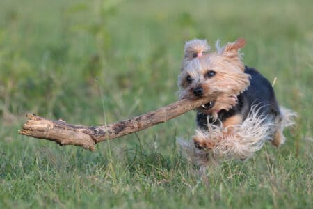 Largest of All Terriers, Up to 20 Inches and 35 lb