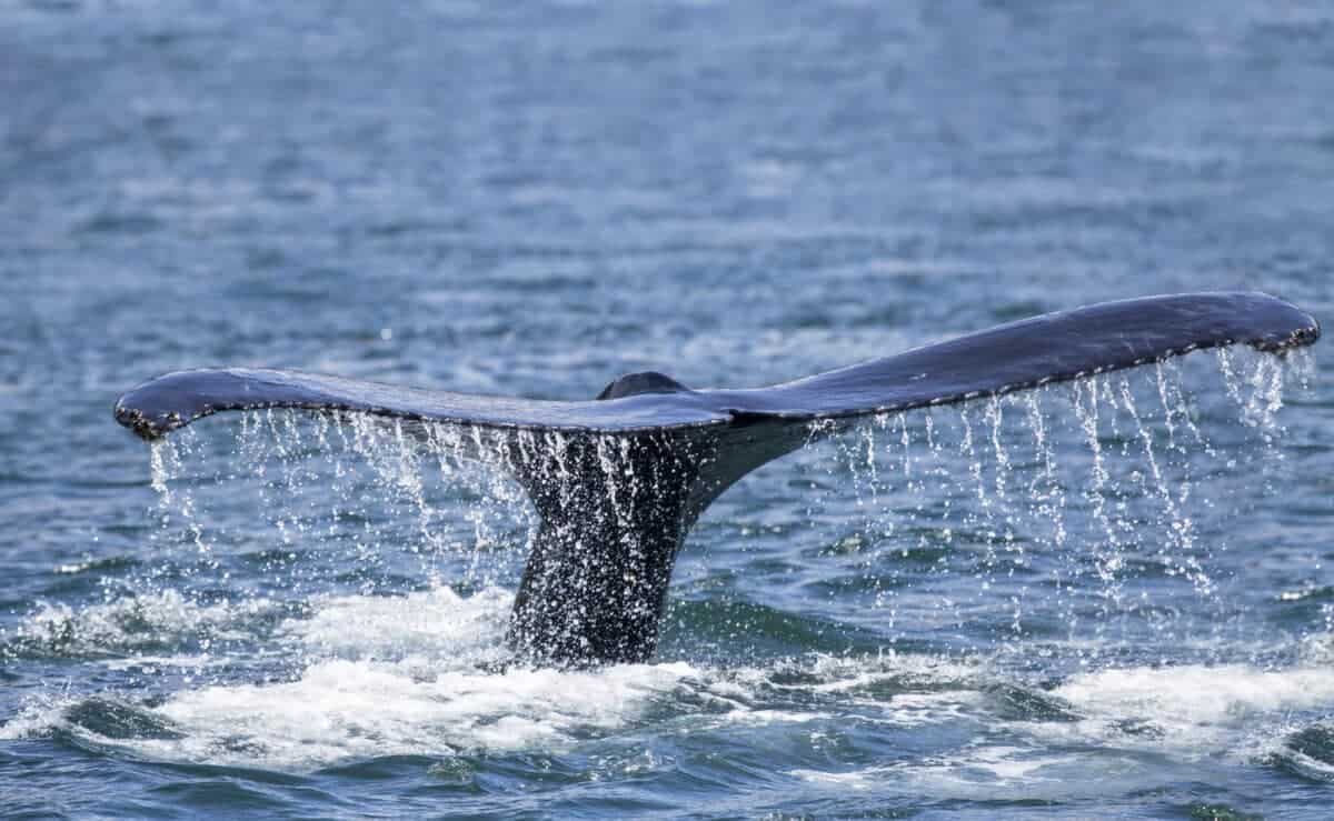 Baleen Whales