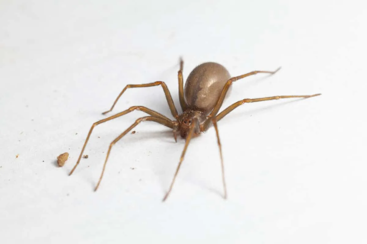 Brown Recluse