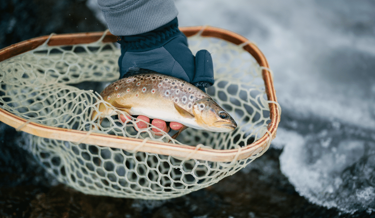 brown trout in fishing net