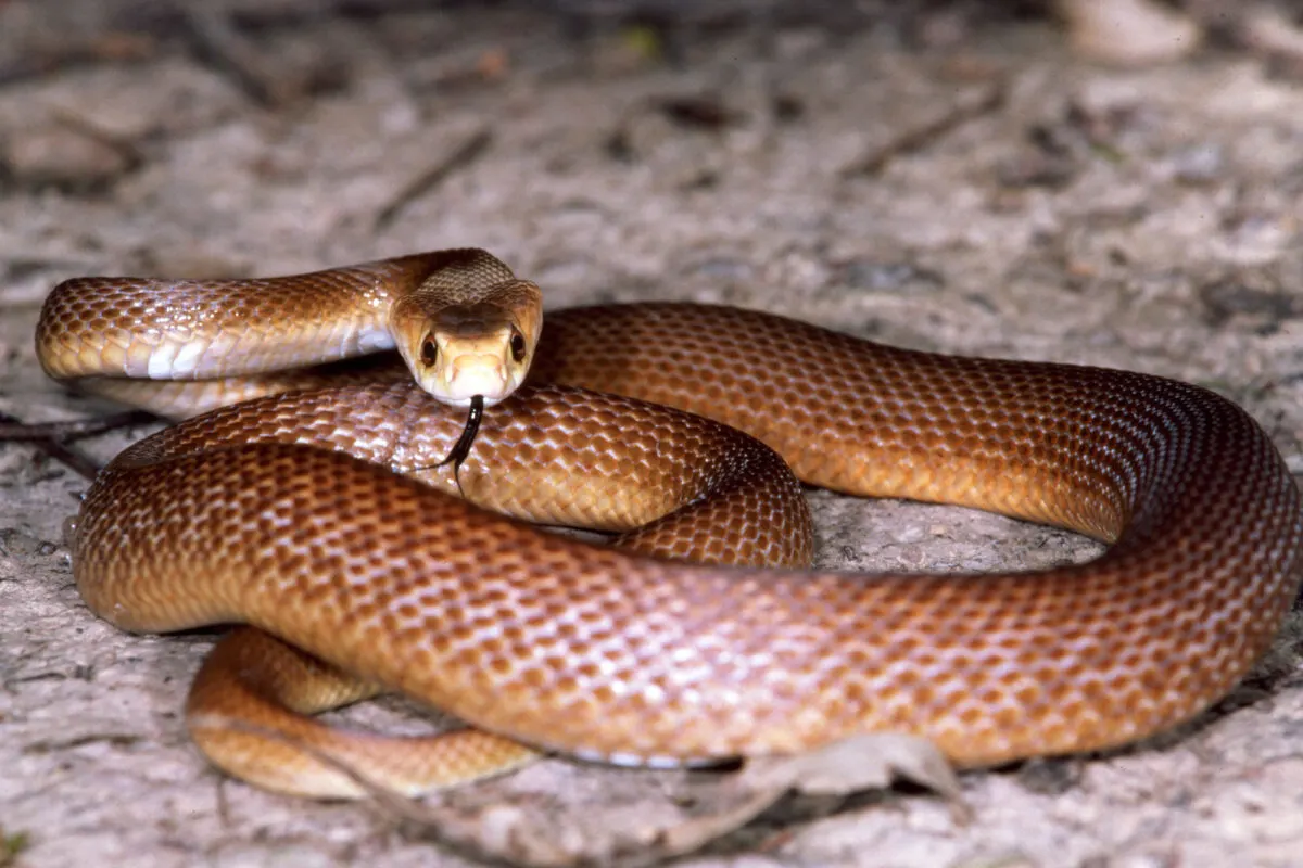 Coastal Taipan