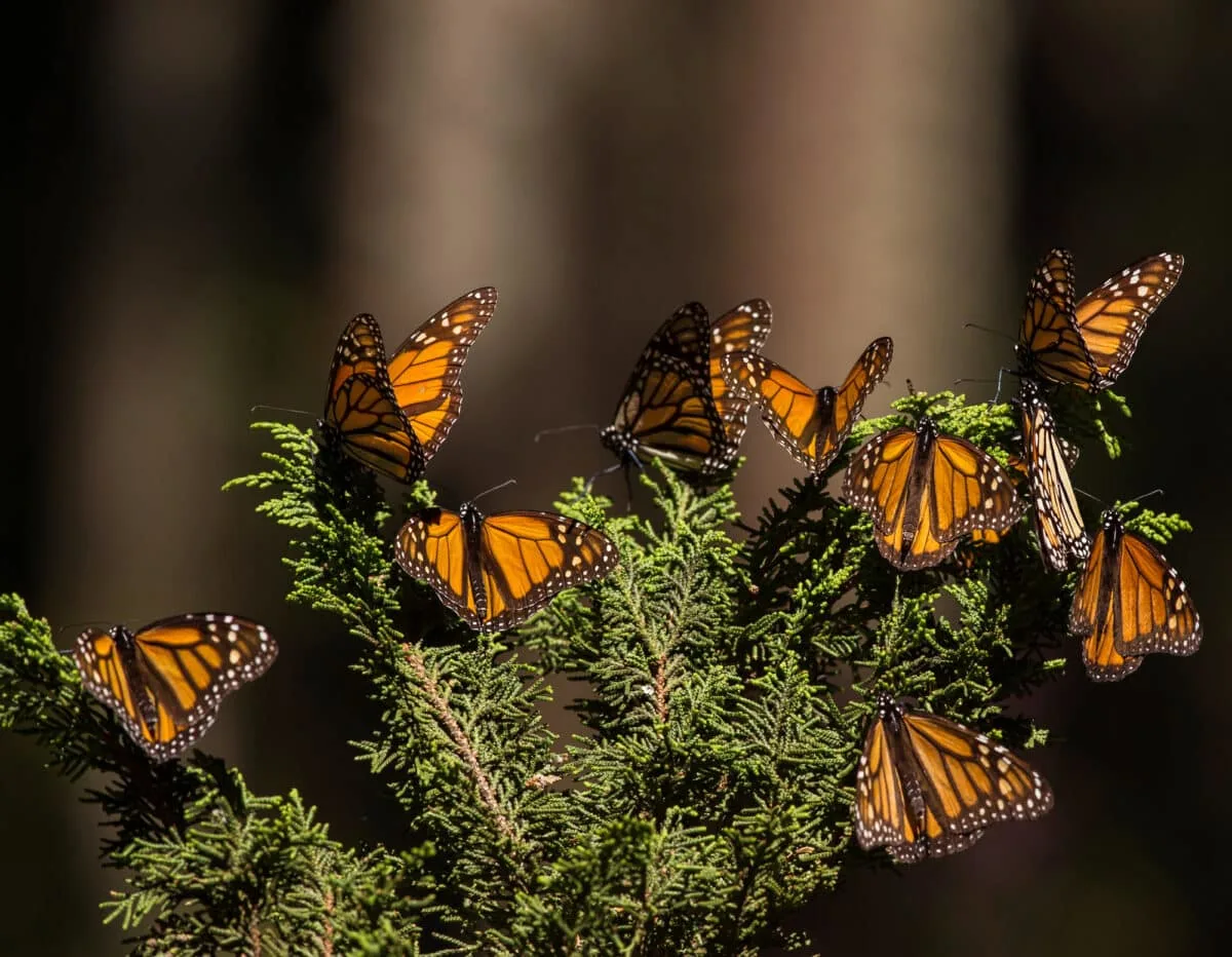 migration of monarch butterflies