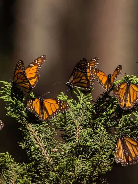 The Remarkable Monarch Butterfly Migration