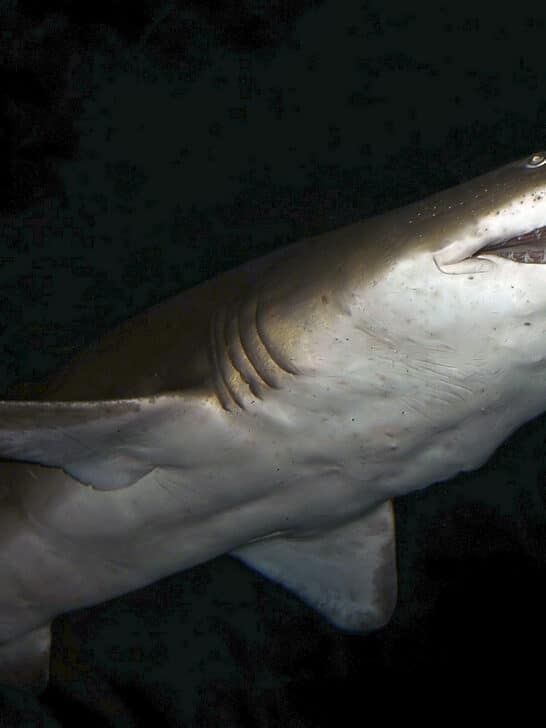5 Shark Attacks In 2 Days On Long Island