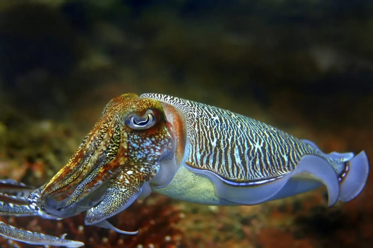 Camouflage abilities of the cuttlefish