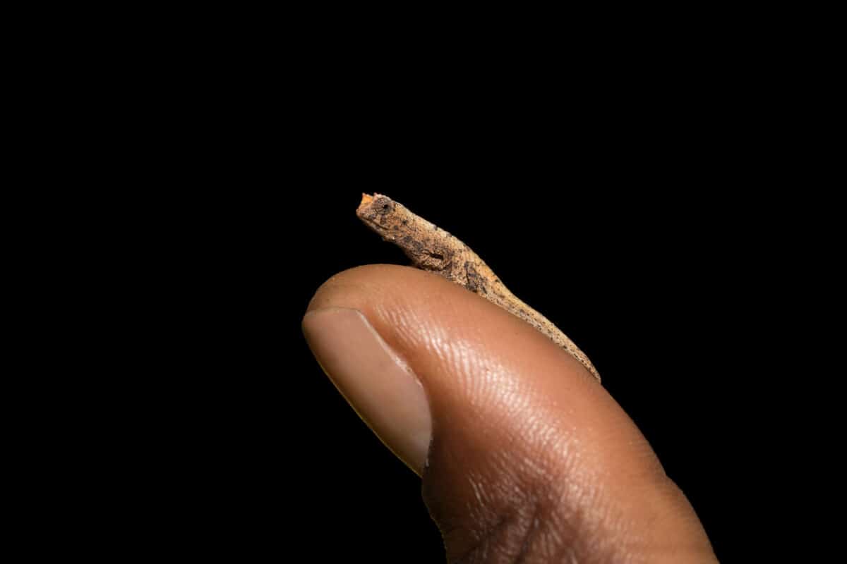 the smallest chameleon ever discovered