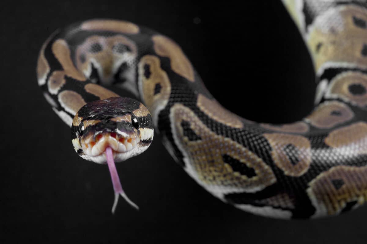 A Python and a King Cobra's Final Battle