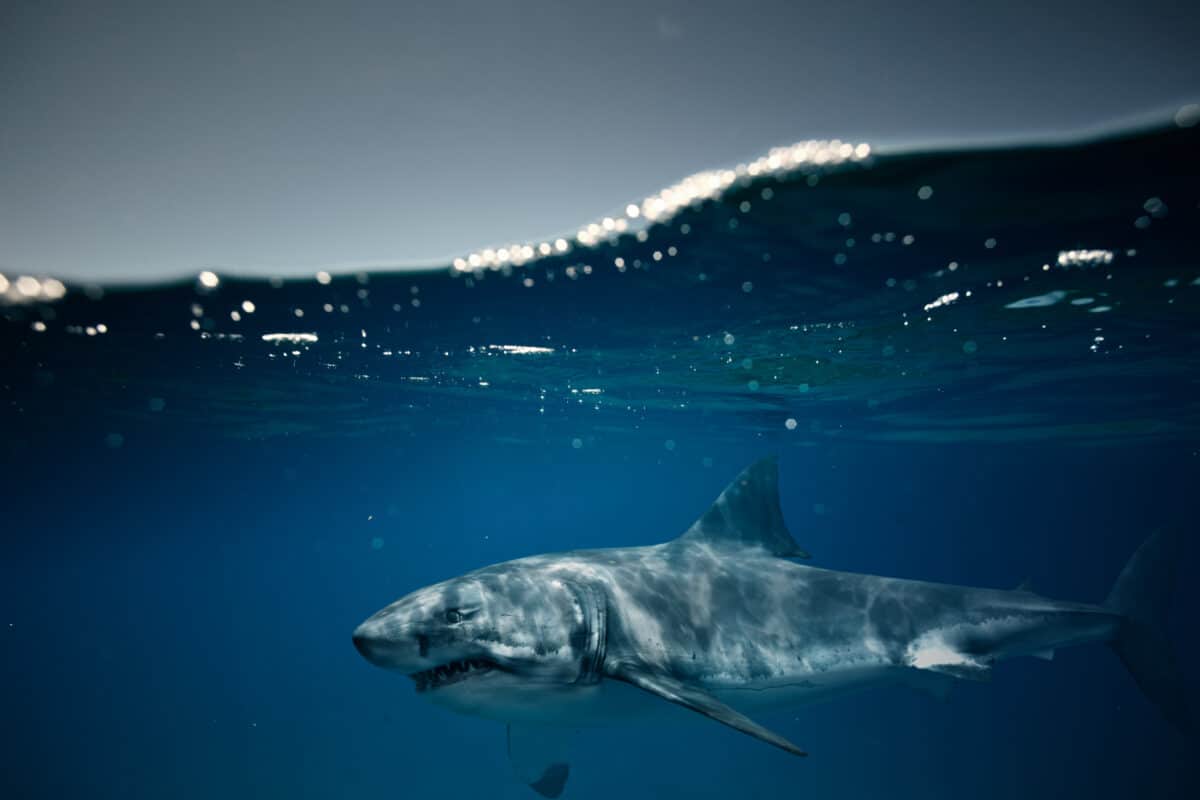 Human Saves a Stranded Great White Shark