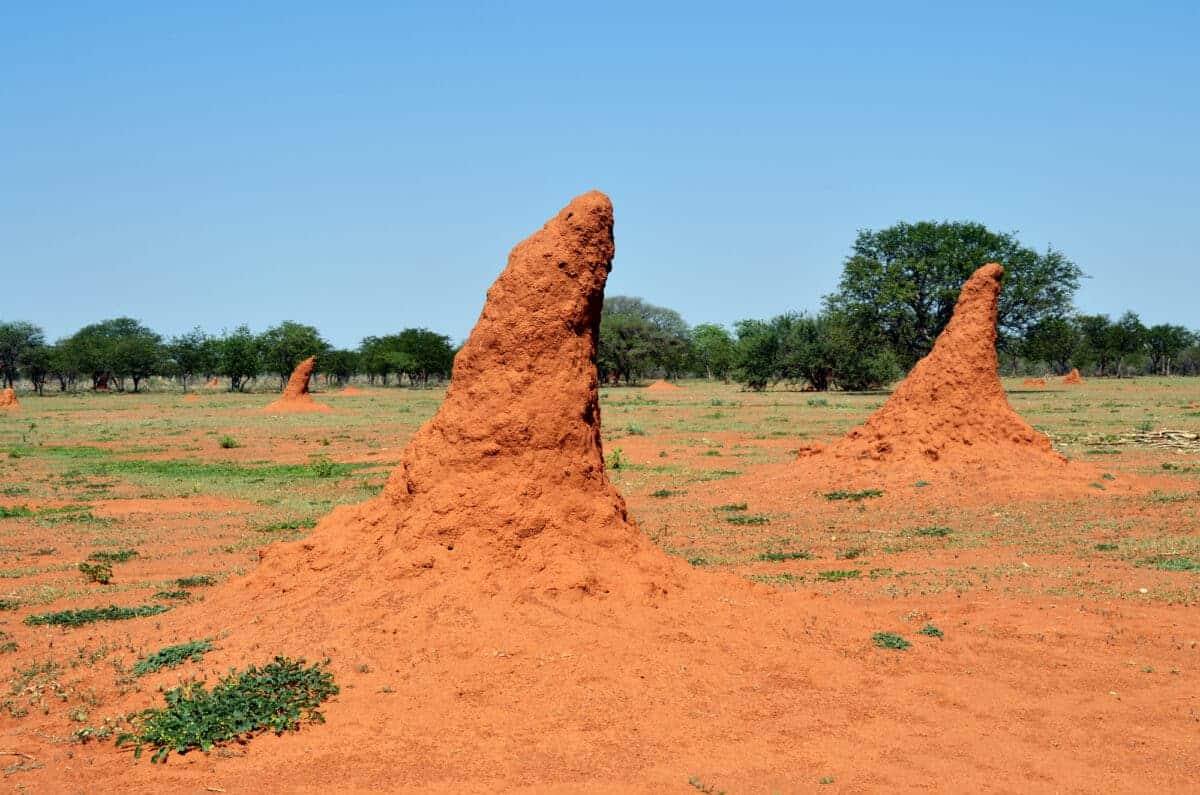 termite mound