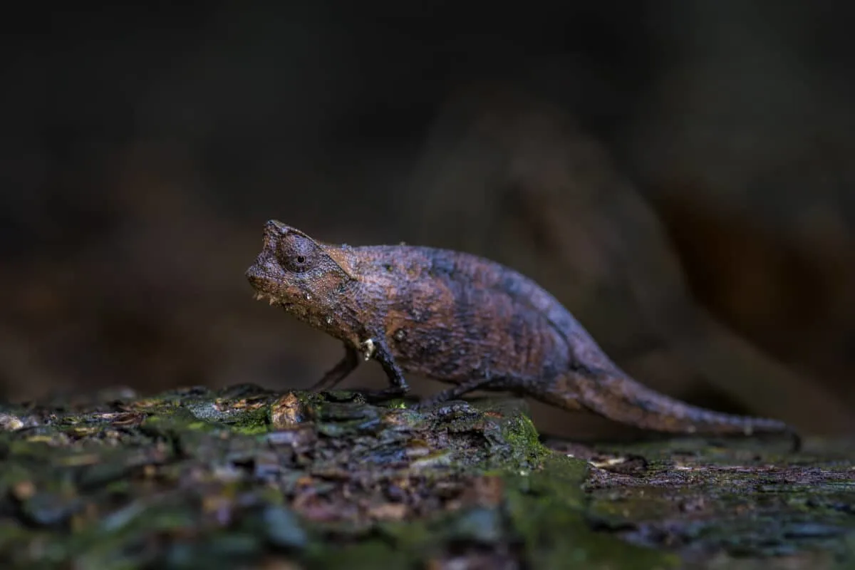 the smallest chameleon ever discovered