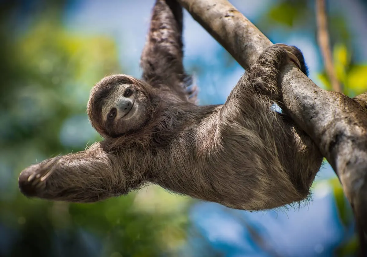 Sloth Mom Extends Hand to Photographer
