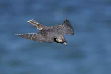 The Peregrine Falcon: Nature’s Speedy Hunter