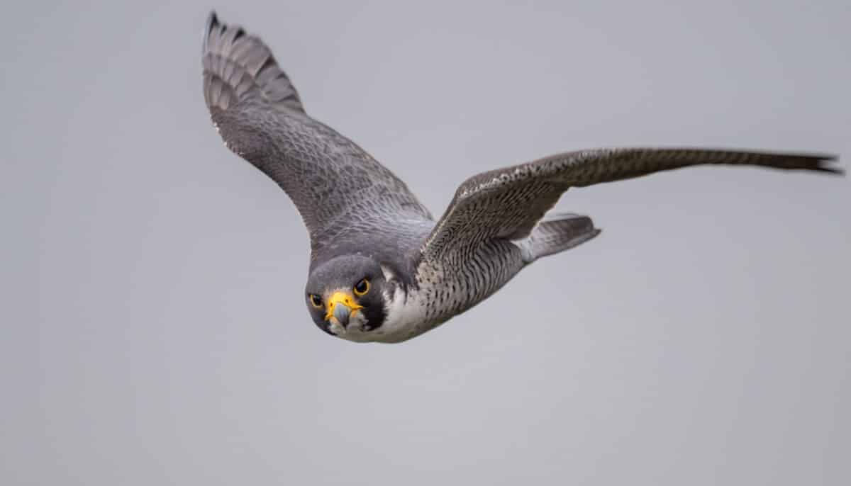 Peregrine Falcon's Deadly Diving