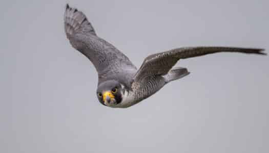 The World’s Fastest Bird