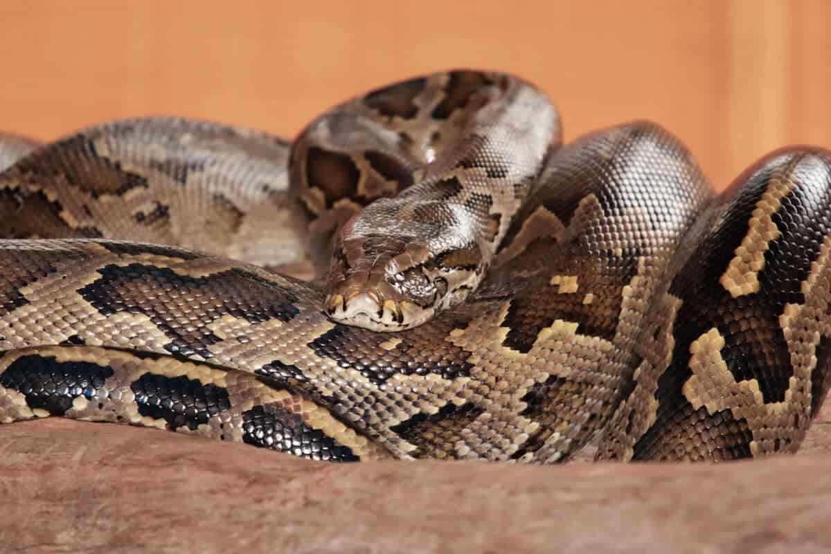 Giant Python Takes Over Malaysian Home