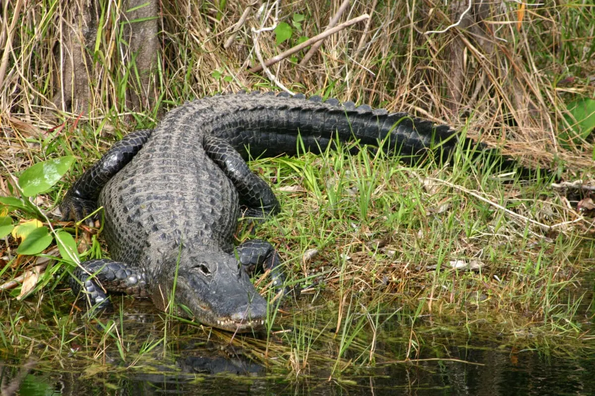 Python eats Alligator