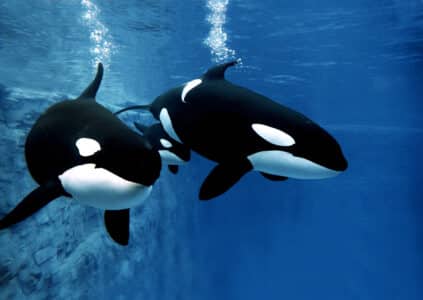 Are Orcas Sexist?